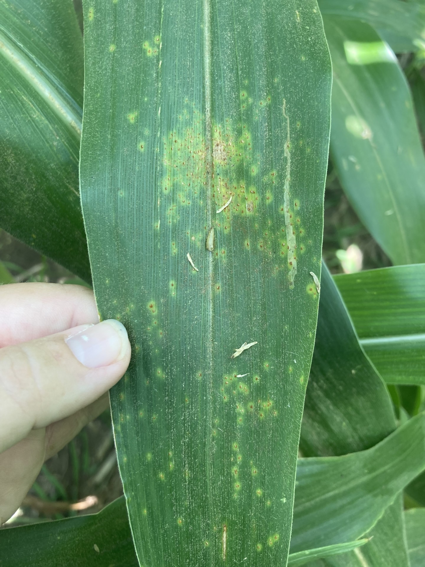 25 corn southern rust SJC.jpg